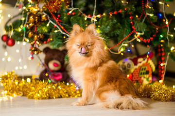 Fototapeta na wymiar Dog of the Spitz breed of red color near the Christmas tree with garlands