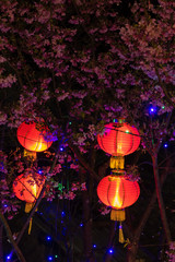 Red Chinese lanterns in tree