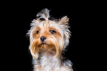Miniature dog breed Yorkshire Terrier with an elastic band on his hair portrait close-up on a black