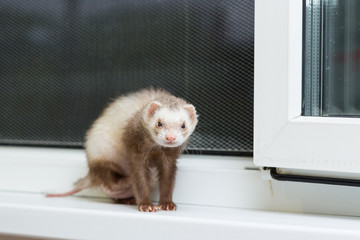 Curious red ferret sits on the windowsill