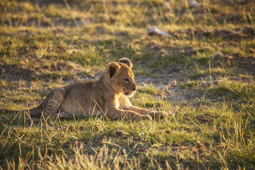 Lion cub in Amboseli National Park, Kenya