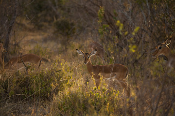 Gazelle Impala in a Tsavo West National Park, Kenya