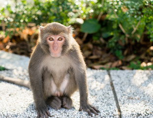 Naklejka na ściany i meble Wild Taiwanese Formosan rock macaque monkey