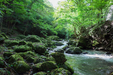 Fototapeta na wymiar 日本の渓流