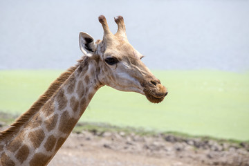 Portrait of a curious giraffe, Giraffa camelopardalis in wildlife sanctuary near Bangkok, Thailand