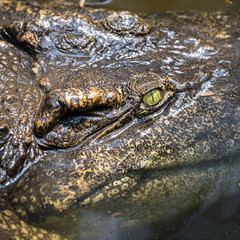 Portrait big crocodile eyes are looking . Crocodile in water. Thailand. Close up
