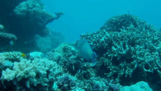 Parrot Fish biting at Reef