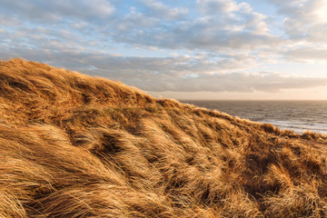 Gras Dünen Landschaft an der Nordsee beim Sonnenuntergang