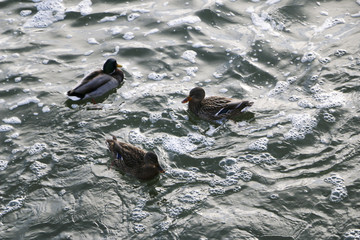 three ducks swimming in  water