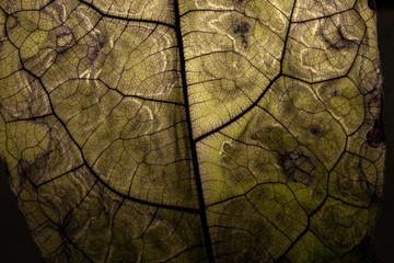 Close Up Dark Dried up Venous Leaf Texture Background