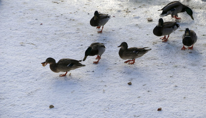 Fototapeta premium Flock ducks on frozen pond in snowy park