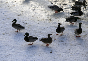 Fototapeta premium Flock ducks on frozen pond in snowy park