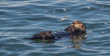 Fototapeta premium California Sea Otters