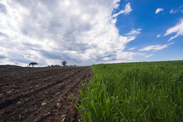Obraz premium Green Wheat Field with a Great Sky