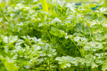 Fresh green parsley growing in garden. Parsley macro. Parsley bed. Natural herb planting. flavoring herbs growth. Parsley background. vegetable herb. Healthy food. Horticulture. row vegetarian food