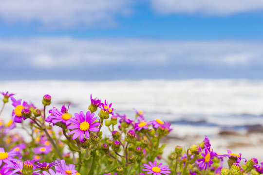 Pink coastal flowers on a beach in Cape Town South Africa © Sunshine Seeds