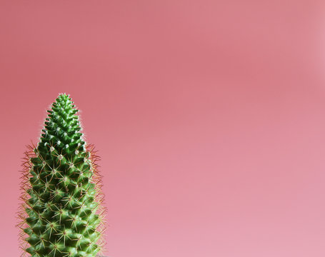 A green cuctus placed on right side of pink background