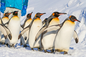 Obraz premium King Penguin Walk