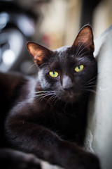 All black cat with beautiful bright colored eyes. 