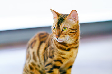 猫物語