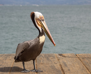 California Shore Birds