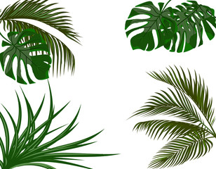 Fototapeta na wymiar Green leaves of tropical palm trees. Monstera, agave. Isolated on white background. illustration