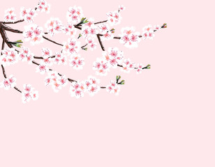 Sakura. Cherry branch with white flowers. Isolated on a pink background. illustration