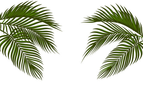 Different in form tropical dark green palm leaves on both sides. Isolated on white background without a mesh and gradient. illustration