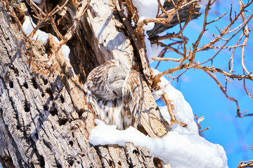 羽の手入れをするエゾフクロウ
