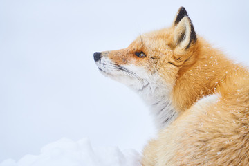 空を見上げるキタキツネ
