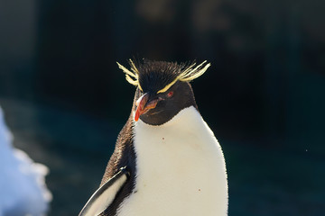 イワトビペンギンの顔
