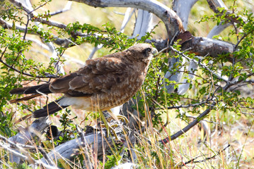 Chimango Caracara in Torres del Paine National Park, Patagonia, Chile