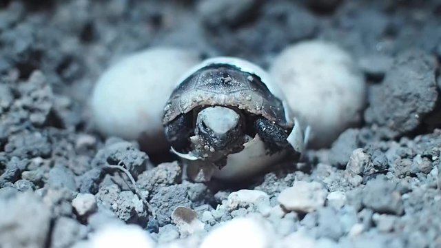 Baby tortoise hatching. Baby turtle coming out of his egg shell in nature. Welcome to the world newborn tortoise.