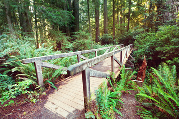 Boardwalk in the forest