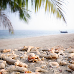 Fototapeta na wymiar Sea shells and coral fragments on sandy beach with blurred tropical coconut palm leaves and fishing boat in sea summer background.
