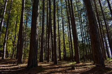spring forest trees. nature green wood sunlight backgrounds.