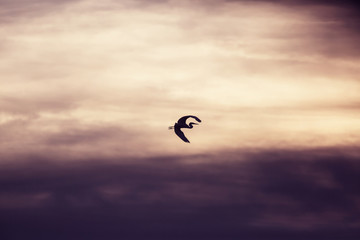 Heron