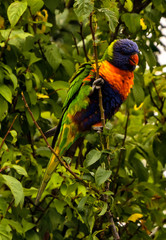 Lorikeet