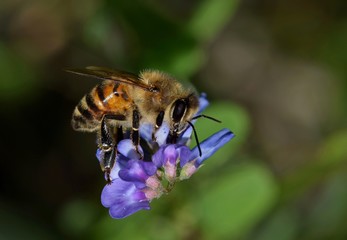 A honey bee busy pollinating a patch of common vetch wildflowers in Springtime.