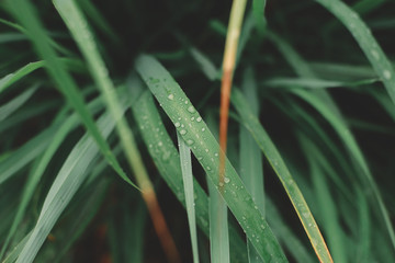 Fresh Nature In The Morning