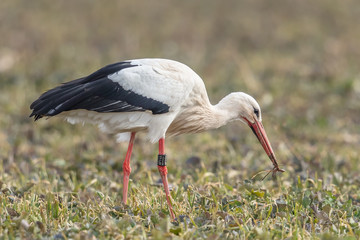 storch mit wurm