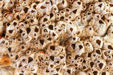 Natural pearl shell. Textural background. Macro