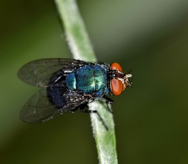 Greenbottle fly roosting on a plant stem, facing right with compound eye details.