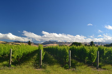 Fototapeta na wymiar Vineyards, Blenheim, New Zealand, wineyard