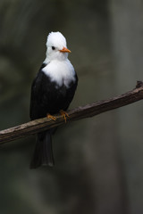 Hypsipetes - black bulbul sitting on a branch.