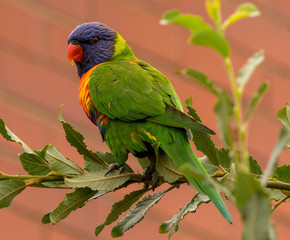 Lorikeet