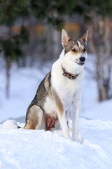 West Siberian husky sitting in the snow
