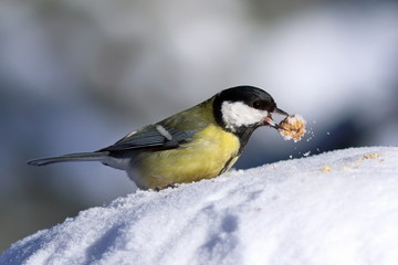 Parus major. Big tit winter afternoon with food in beak