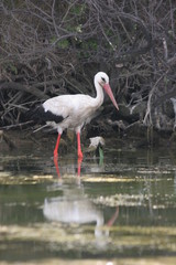 Stork. White Stork Cicogna bird in nature lake. Stork in nature. No post process, no sharpen.