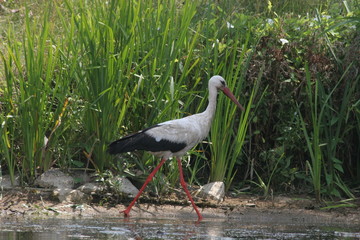 Stork. White Stork Cicogna bird in nature lake. Stork in nature. No post process, no sharpen.